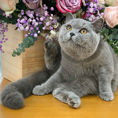 Khuôn mặt bánh bao đặc trưng của mèo Anh lông ngắn với đầu tròn, má phúng phính, cằm vuông chắc chắn