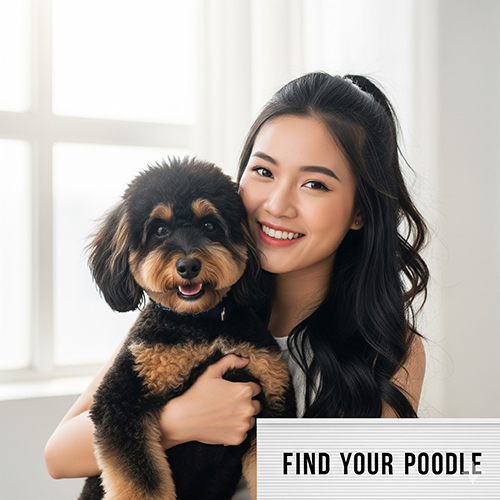 Chó Poodle Phantom – màu lông hiếm, cá tính và độc đáo, nên mua ở địa chỉ uy tín