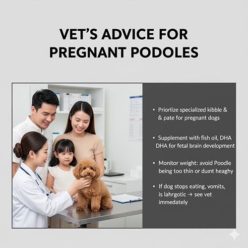 Lời khuyên từ bác sĩ thú y cho chó Poodle mang thai: ưu tiên hạt và pate chuyên dụng, bổ sung dầu cá DHA, theo dõi cân nặng, đưa đi khám ngay nếu bỏ ăn, nôn nhiều, lừ đừ