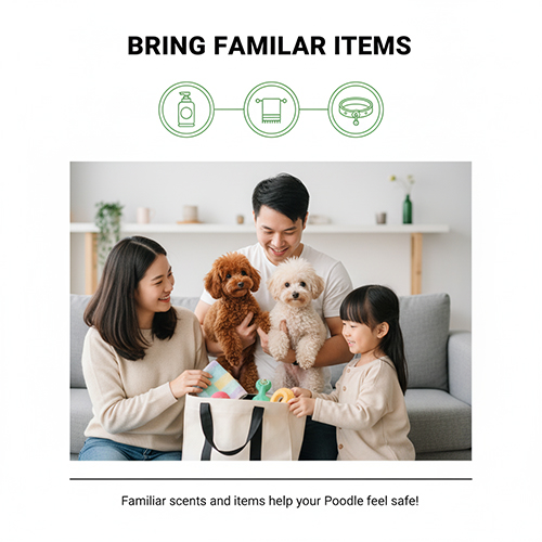 Mang theo đồ dùng cá nhân quen thuộc giúp chó Poodle bớt lo lắng khi đi spa