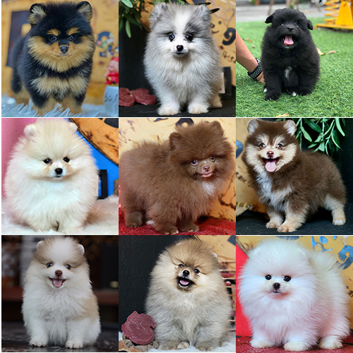 Các màu lông chó Phốc Sóc Pomeranian phổ biến và hiếm: trắng, kem, đen, nâu, chocolate, xám, black & tan, parti, merle.