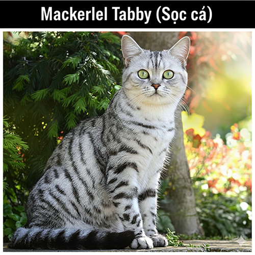 Mèo Anh lông ngắn mackerel tabby với các sọc dọc song song rõ nét, ngoại hình thanh thoát khỏe khoắn