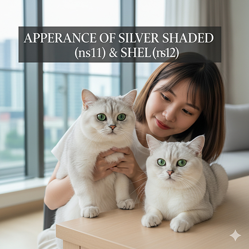 Mèo Anh lông ngắn Silver Shaded (ns11) và Silver Shell (ns12) với đôi mắt xanh ngọc nổi bật, ngoại hình sang trọng