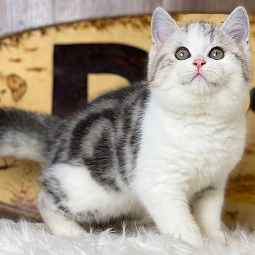 Mèo Anh lông ngắn tabby (British Shorthair Tabby) với bộ lông sọc vằn đặc trưng, ngoại hình tròn trịa đáng yêu