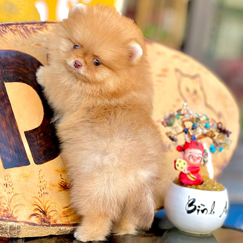 hó Phốc Sóc mini màu vàng cam siêu nhỏ, đáng yêu – địa chỉ mua Pom mini uy tín