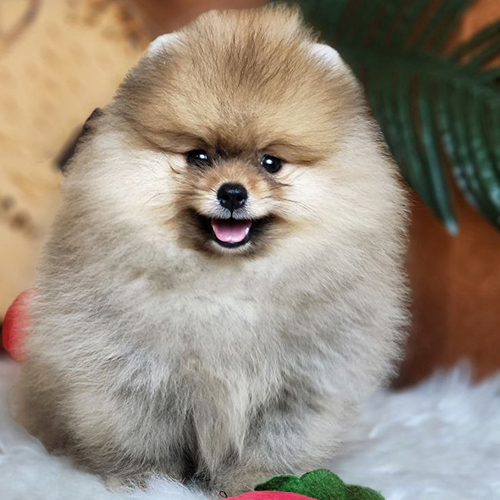 Chó Phốc Sóc mặt gấu vàng nâu bông xù đáng yêu – nên mua Pom tại trại uy tín như Chạm Pets Family