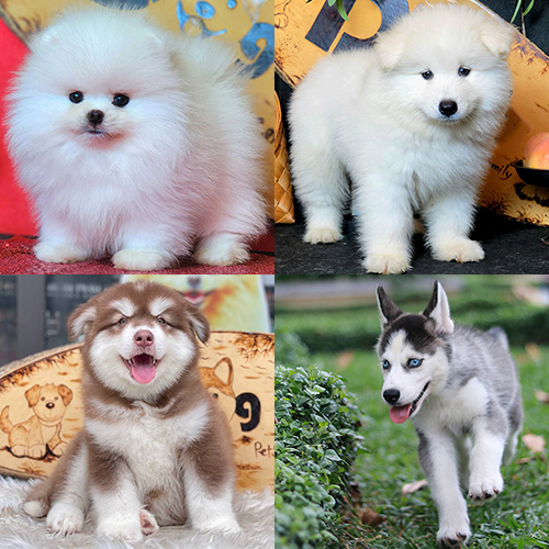 Các giống chó Spitz cổ đại như Samoyed, Husky, Alaskan Malamute – tổ tiên của chó Phốc Sóc