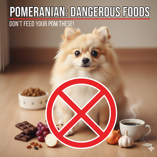 Một chú chó Phốc Sóc ngồi giữa các thực phẩm cấm như socola, nho, hành tỏi, cà phê. Có một biển báo cấm màu đỏ ở phía trước.