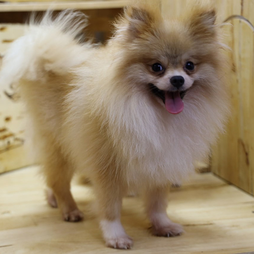 Chó Phốc Sóc lai khi trưởng thành – Pomapoo, Pomchi, Pom lai Nhật với ngoại hình và tính cách khác nhau