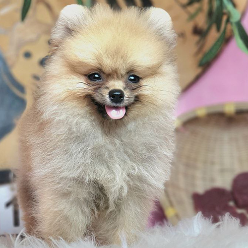 Chó Phốc Sóc mặt cáo (Fox Face Pom) vàng cam, mõm thon dài, ngoại hình thanh thoát nguyên bản
