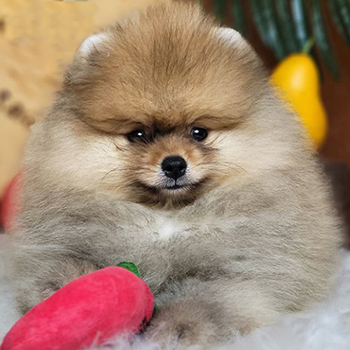 Chó Phốc Sóc mặt gấu (Teddy Bear Pom) vàng nâu bông xù đáng yêu – hợp gia đình trẻ và giới trẻ