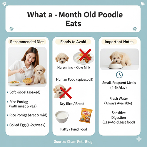 Poodle 2 tháng tuổi ăn gì: hạt mềm, pate loãng, cháo thịt rau củ, bổ sung trứng gà, rau củ nghiền, sữa bột; tránh cơm khô, đồ chiên rán, thức ăn nhiều gia vị.