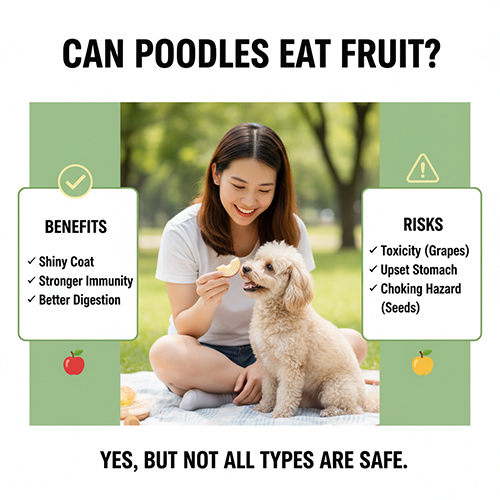 Poodle có ăn hoa quả được không? Lợi ích và rủi ro khi cho Poodle ăn trái cây