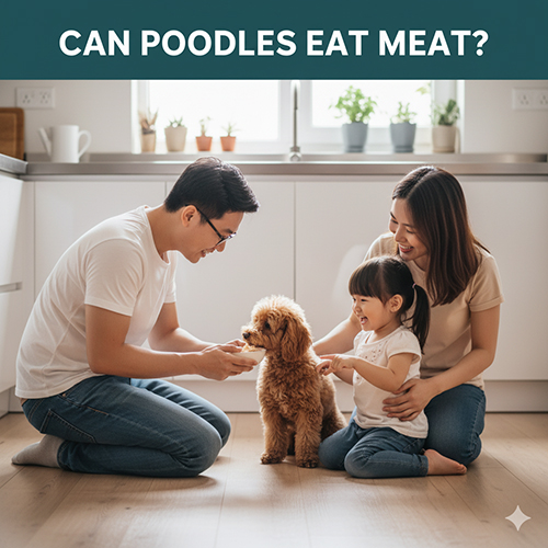 Poodle có ăn thịt được không – các loại thịt nên dùng và loại thịt cần hạn chế