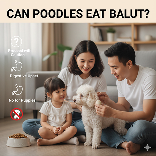 Poodle có ăn trứng vịt lộn được không – lợi ích, rủi ro và lưu ý cho chó con và chó trưởng thành