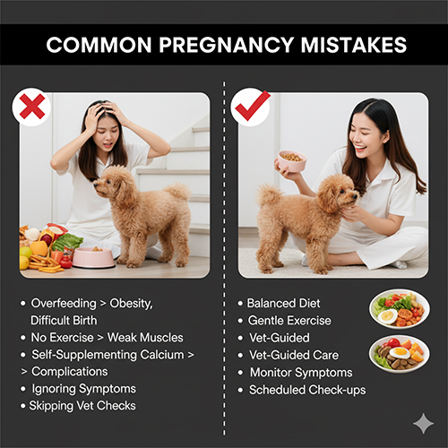 Sai lầm thường gặp khi chăm sóc chó Poodle 🐩 mang thai – dinh dưỡng & vận động
