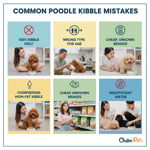 Sai lầm khi cho chó Poodle ăn hạt – chỉ ăn 100% hạt, chọn sai loại theo tuổi, mua hạt rẻ kém chất lượng, cho ăn quá nhiều, thiếu nước.