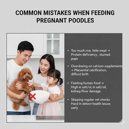 Sai lầm khi cho chó Poodle mang thai ăn: cho nhiều cơm ít thịt, bổ sung canxi quá liều, cho ăn thức ăn người, bỏ qua kiểm tra sức khỏe định kỳ
