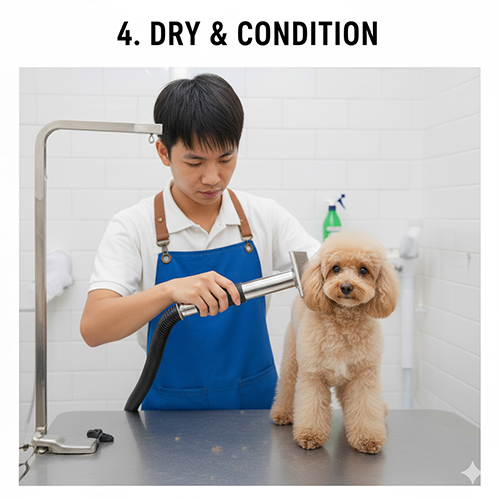 Kỹ thuật viên spa dùng máy sấy chuyên dụng sấy và chải lông chó Poodle sau khi tắm