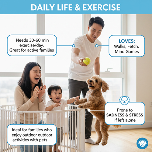 Sinh hoạt hàng ngày Cockapoo – Poodle lai Cocker: cần 30–60 phút vận động, thích đi dạo, ném bóng, trò chơi trí tuệ, hợp gia đình năng động