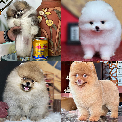 Các size chó Phốc Sóc Pomeranian: Teacup siêu nhỏ, Mini nhỏ nhắn, Standard phổ biến – khác nhau về cân nặng, ngoại hình và giá bán.