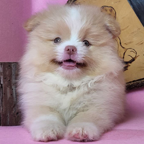 So sánh chó Phốc Sóc màu phổ biến (trắng, đen, vàng/nâu đỏ) và màu hiếm (Merle, Parti, Chocolate, mắt 2 màu)