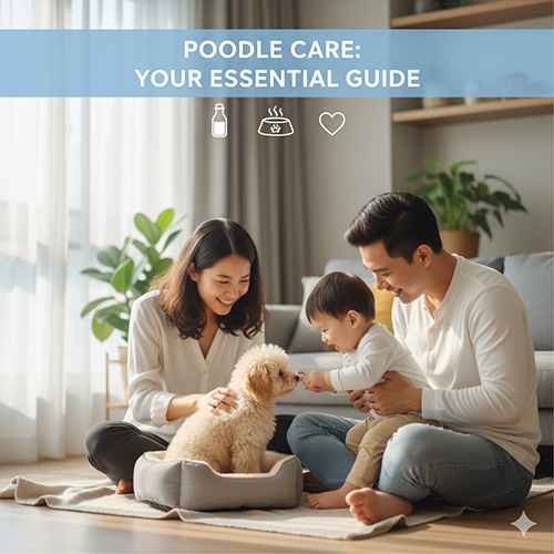 Thức ăn cho chó Poodle 1 tháng tuổi – Gợi ý khẩu phần dinh dưỡng và lưu ý quan trọng