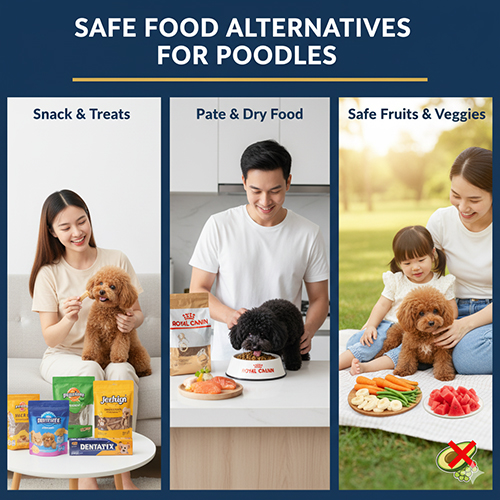 Thực phẩm an toàn cho Poodle – snack, pate, hạt khô và rau củ quả tốt cho sức khỏe
