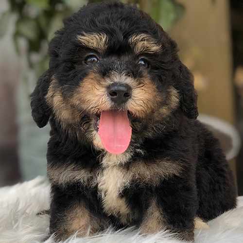 Tính cách chó Poodle Phantom – thông minh, tình cảm, năng động và cá tính mạnh mẽ