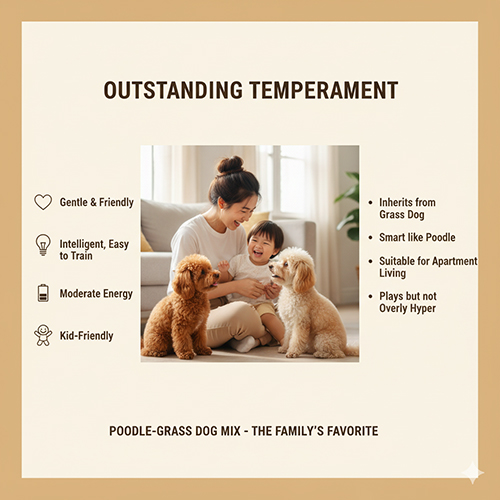 Gia đình Việt chơi đùa cùng hai chú Poodle lai chó cỏ hiền lành, thông minh và thân thiện với trẻ nhỏ