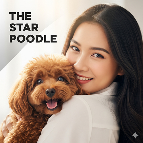Toy Poodle – ngôi sao của dòng Poodle nhỏ nhắn, đáng yêu và thông minh