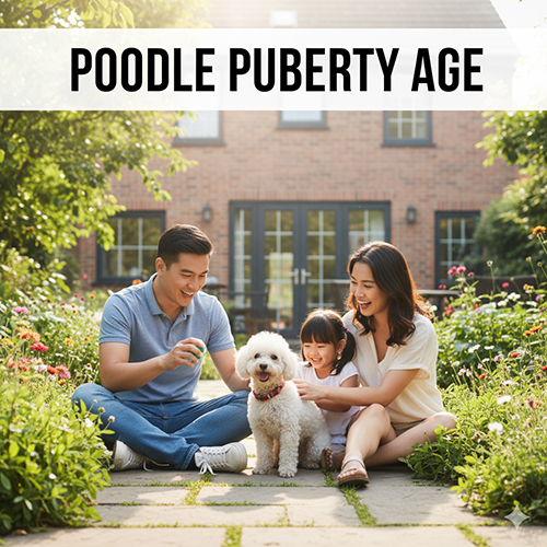 Tuổi dậy thì của chó Poodle – Poodle cái động dục từ 6–8 tháng, Poodle đực từ 7–9 tháng