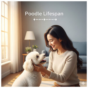 Tuổi thọ chó Poodle – Sống bao lâu và cách chăm sóc để kéo dài tuổi thọ