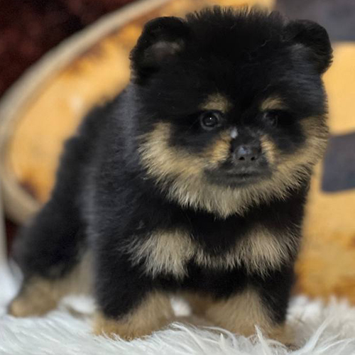 Ưu điểm chó Phốc Sóc đen black & tan với ngoại hình cá tính và thông minh