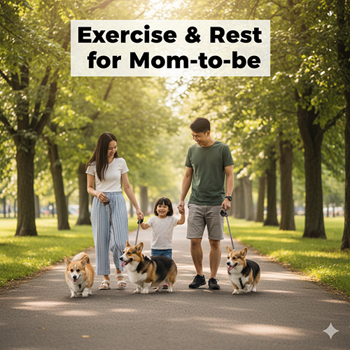 Gia đình dắt chó Corgi mang thai đi dạo công viên nhẹ nhàng để duy trì sức khỏe và tinh thần ổn định.
