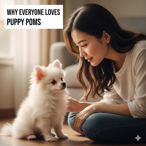 Vì sao ảnh chó Phốc Sóc con được yêu thích – Pom 2–3 tháng tuổi ngây thơ, đáng yêu và dễ gắn bóVì sao ảnh chó Phốc Sóc con được yêu thích – Pom 2–3 tháng tuổi ngây thơ, đáng yêu và dễ gắn bó