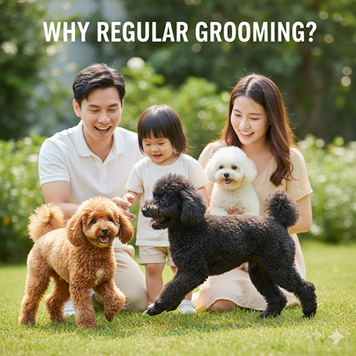 Vì sao nên cắt tỉa lông Poodle định kỳ? Lợi ích thẩm mỹ, vệ sinh, sức khỏe và sự thoải mái cho thú cưng
