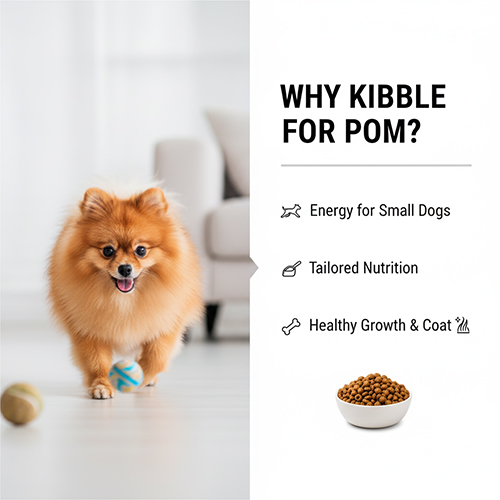 Chú chó Phốc Sóc năng động đang chạy, bên cạnh là thông tin "WHY KIBBLE FOR POM?" nhấn mạnh lợi ích: Năng lượng cho chó nhỏ, Dinh dưỡng chuyên biệt, Phát triển khỏe mạnh và lông mượt.