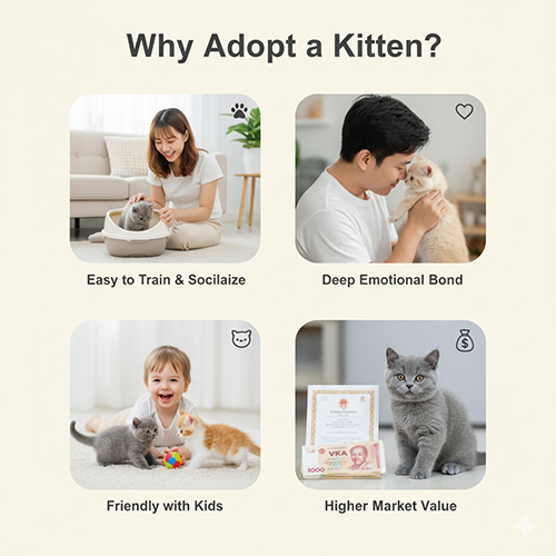 Bộ ảnh 2x2 minh họa 4 lý do nên mua mèo Anh lông ngắn con: dễ huấn luyện và xã hội hóa (mèo vào khay cát), gắn bó tình cảm (chủ ôm mèo), thân thiện với trẻ em (bé chơi với hai mèo con), giá trị thị trường cao hơn (mèo con bên cạnh giấy VKA và tiền).