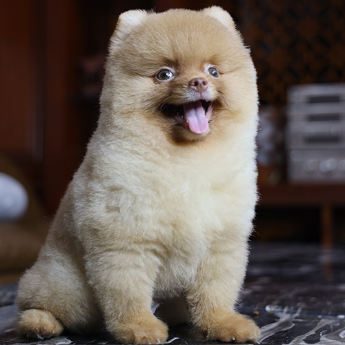 Chó Phốc Sóc mặt gấu (Teddy Bear Pom) màu vàng nâu, ngoại hình baby face siêu dễ thương