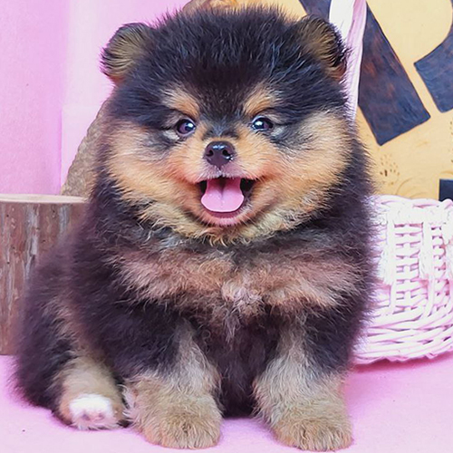 Xu hướng nuôi chó Phốc Sóc đen black & tan tại Việt Nam và quốc tế
