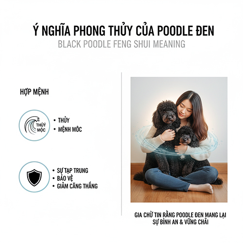 Ý nghĩa phong thủy chó Poodle đen – hợp mệnh Thủy và Mộc