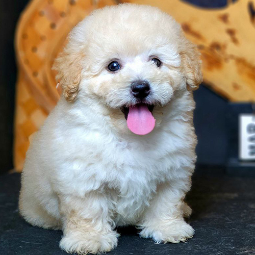 Ý nghĩa phong thủy chó Poodle kem – hành Kim Thổ, biểu tượng may mắn và hài hòa