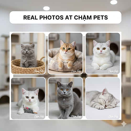 Ảnh thật mèo Anh lông ngắn tại Chạm Pets – mèo xám xanh, golden, trắng và silver