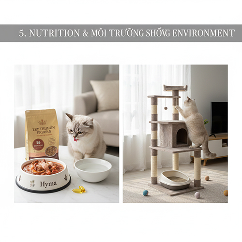 Dinh dưỡng và môi trường sống phù hợp cho mèo Hyma color point