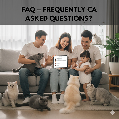 Gia đình vui vẻ cùng nhiều mèo Anh trong phòng khách, cầm máy tính bảng hiển thị danh sách câu hỏi thường gặp, minh họa cho mục FAQ về mua mèo Anh