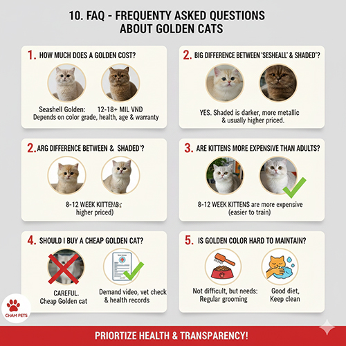 FAQ những câu hỏi thường gặp về giá, màu sắc và cách nuôi mèo Golden