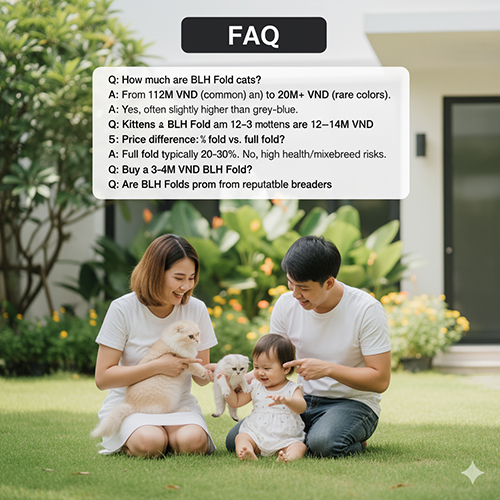 FAQ giá mèo Anh lông dài tai cụp – những câu hỏi thường gặp về giá, màu sắc, full fold và rủi ro khi mua rẻ