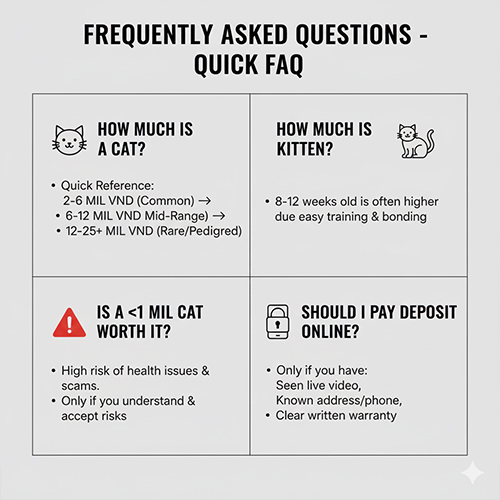 FAQ nhanh về giá mèo, mèo con và các câu hỏi bao nhiêu tiền thường gặp