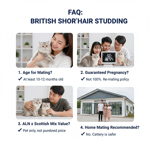 FAQ về giá phối mèo Anh lông ngắn – Giải đáp độ tuổi, khả năng đậu thai, lai giống và địa điểm phối an toàn